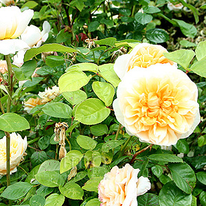 Rosa 'Charity'