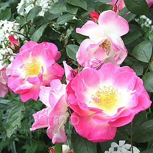 Rosa 'Erfurt'