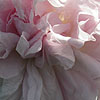 Rosa - Fantin Latour