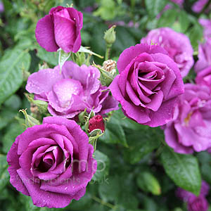 Rosa 'Fantasia'