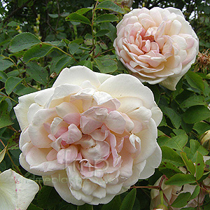 Rosa Fruhlingsduft