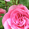 Rosa - Gertrude Jekyll