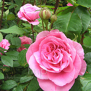 Rosa 'Gertrude Jekyll' - English Rose