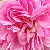 Rosa - Harlow Carr