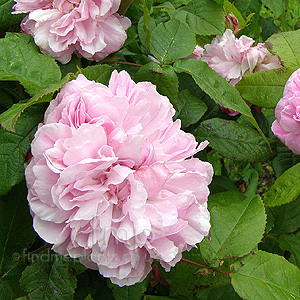 Rosa 'Jacques Cartier' - Portland Rose