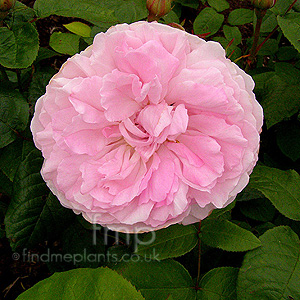 Rosa 'Mary Rose' - English Rose