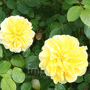 Rosa 'Molineux' - English Rose