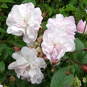 Rosa 'Narrow Water'