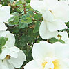 Rosa - Nevada