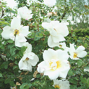 Rosa  'Nevada' - Shrub Rose