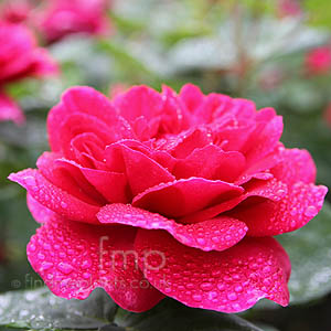 Rosa 'Prosperity' - Musk Rose