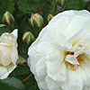 Rosa - Prosperity