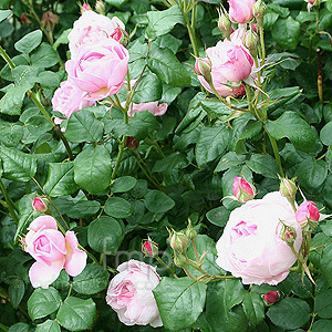 Rosa 'Sceptered Isle'