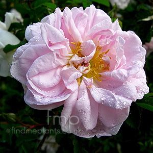 Rosa 'Stanwell Perpetual'