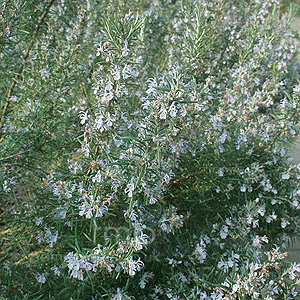 Rosmarinus Officinalis - Rosemary