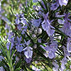Rosmarinus Officinalis - Sissinghurst Blue