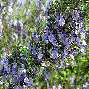 Rosmarinus Officinalis 'Sissinghurst Blue' - Rosemary