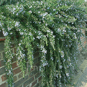 Rosmarinus Officinalis 'Jackmans Prostrate' - Prostrate Rosemary