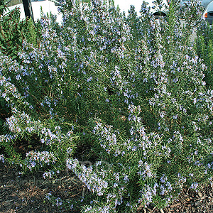 Rosmarinus Officinalis 'Primley Blue' - Rosemary