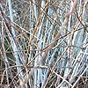 Rubus Cockburnianus