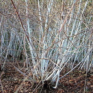 Rubus Cockburnianus