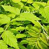 Rubus Cockburnianus - Golden Vale