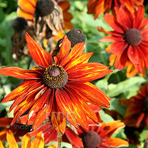 Rudbeckia Hirta 'Cappuccina'