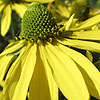 Rudbeckia Laciniata - Gold Quelle