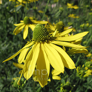 Rudbeckia Laciniata 'Gold Quelle' - Rudbeckia