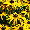 Rudbeckia Fulgida - Goldsturm