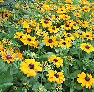 Rudbeckia Hirta 'Toto'