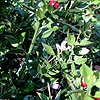 Ruscus Aculeatus