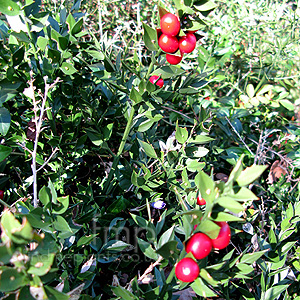 Ruscus Aculeatus - Butchers Broom, Ruscus