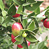 Ruscus Aculeatus - Sparkler