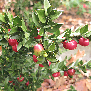 Ruscus Aculeatus 'Sparkler' - Ruscus, Butchers Broom