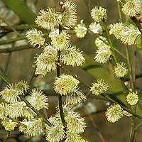 Salix Caprea - Goat Willow