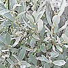 Salix Helvetica