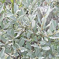 Salix Helvetica - Swiss Willow