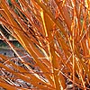 Salix Alba - Britensis