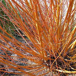 Salix Alba 'Britensis' - Scarlet Willow