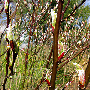 Salix Fargesii - Willow