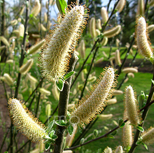 Salix Hookeriana - Willow