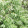 Salix Caprea - Kilmarnock