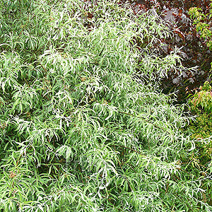 Salix Caprea 'Kilmarnock' - Dwarf Weeping Willow