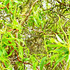 Salix Babylonica - Tortuosa