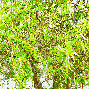 Salix Babylonica 'Tortuosa' - Twisted Willow