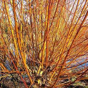 Salix Alba 'Vitellina' - Golden Willow