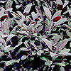 Salvia Officinalis - Purpurascens
