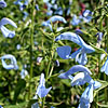 Salvia Patens - Cambridge Blue