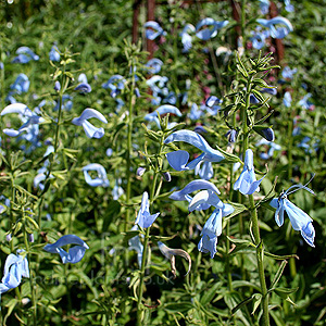 Salvia Patens 'Cambridge Blue' - Gentian Sage